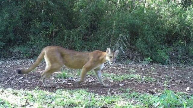 Avistaron a un puma en las instalaciones del Parque Salto Encantado