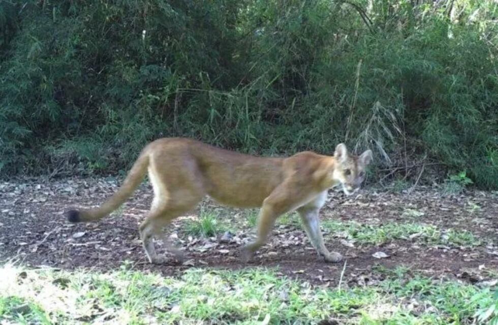 Avistaron a un puma en las instalaciones del Parque Salto Encantado