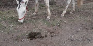 Yegua recuperada en Jesus Maria (Policía)