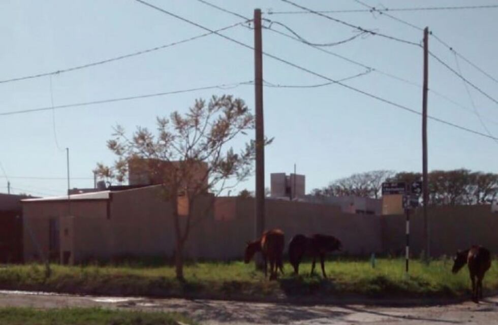 Amad reiteró el pedido de controles por caballos sueltos en la ciudad