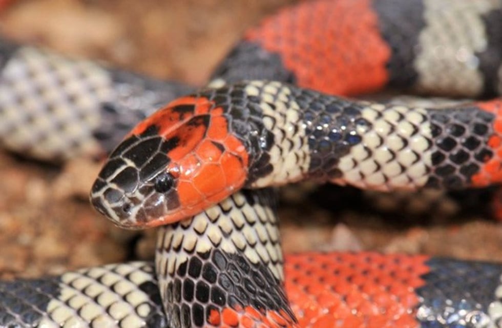 Apareció una serpiente gigante en Entre Ríos y generó preocupación