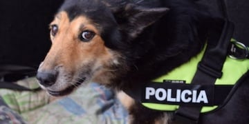 Murió Corbata, el perro rastreador que participó en 200 casos policiales