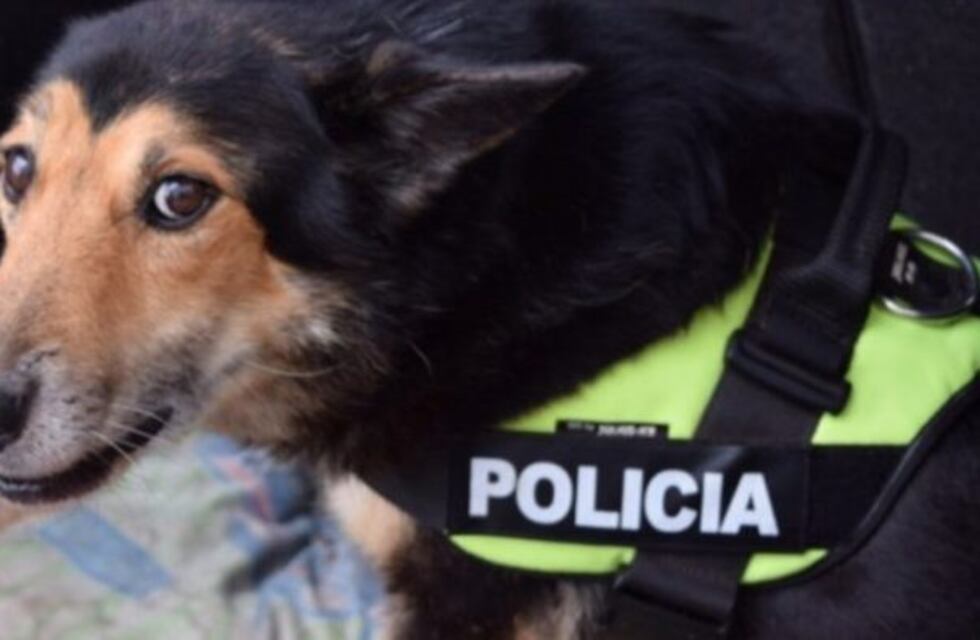Murió Corbata, el perro rastreador que participó en 200 casos policiales