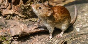 hantavirus