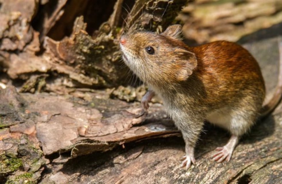 Son 19 los casos confirmados por Hantavirus en Epuyén