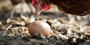 gallinas ponedoras