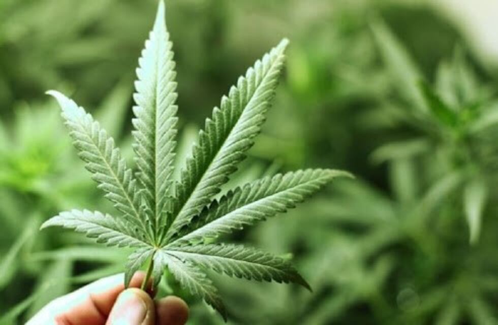 Se analiza en Entre Ríos el proyecto de ley de cultivo de cannabis para uso medicinal