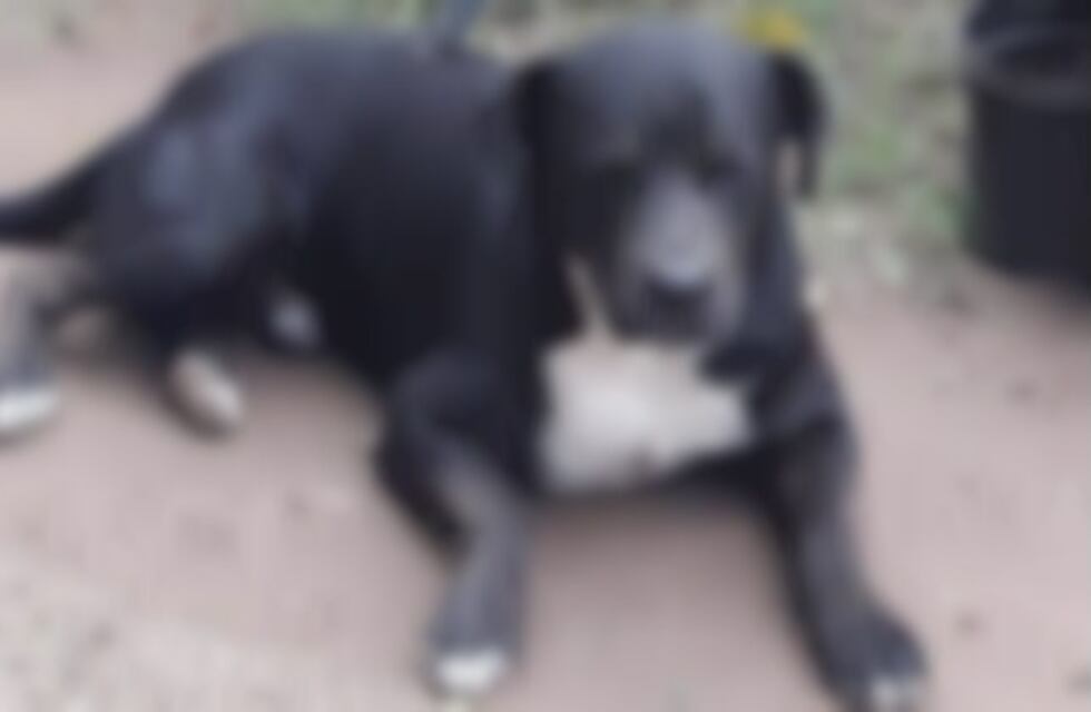 Villa Del Totoral: le clavaron un cuchillo en el lomo a un perro