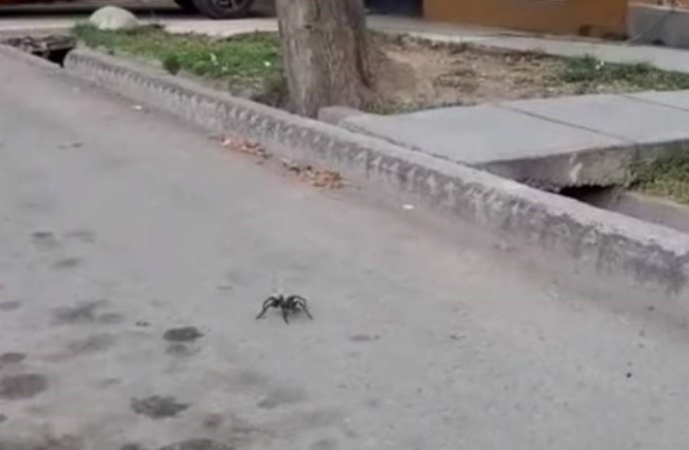 Una araña gigante sembró pánico en los vecinos de San Carlos