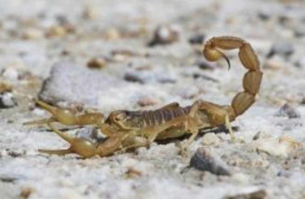 En el 2016 disminuyeron un 7% las picaduras de alacranes respecto del 2015 en todo el país