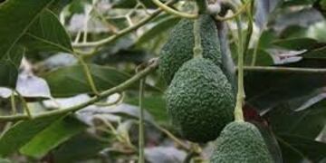 Detenido por robar paltas