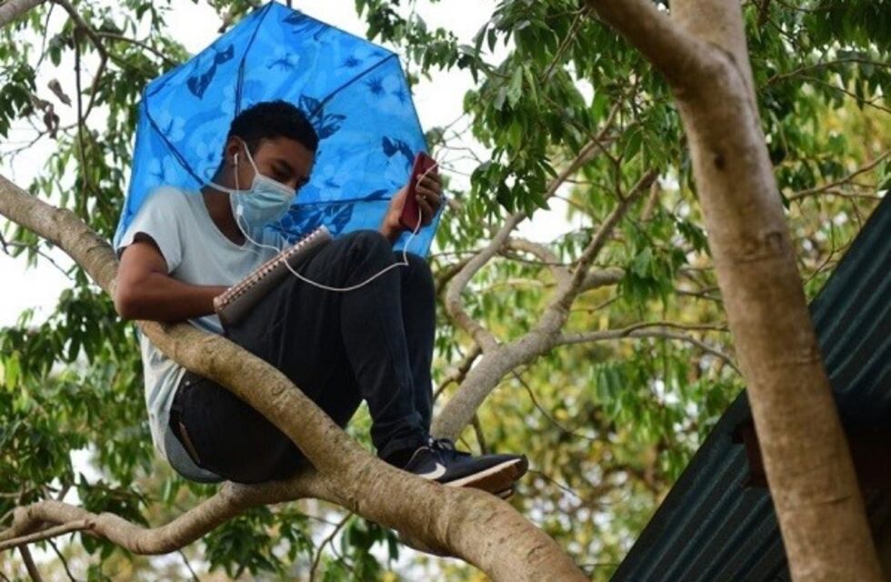 El Salvador: estudiaba arriba de un árbol para tener mejor señal, su foto se volvió viral y el presidente le puso internet