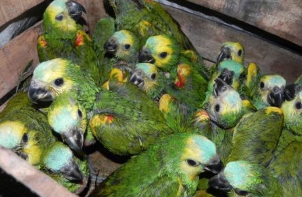 Rescataron crías de loros que eran transportados para su venta