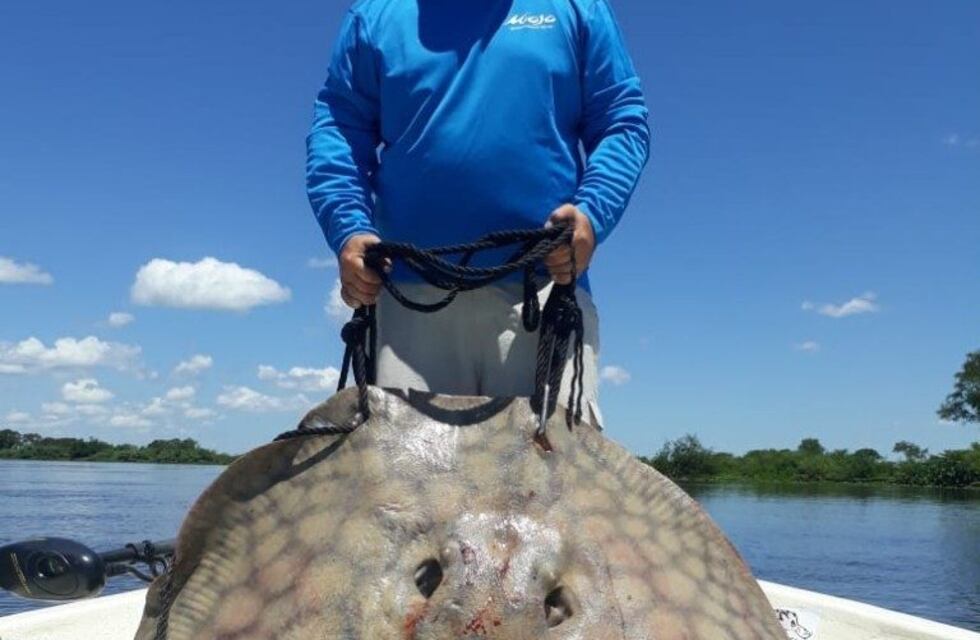 En Esquina pescaron una raya de 150 kilos