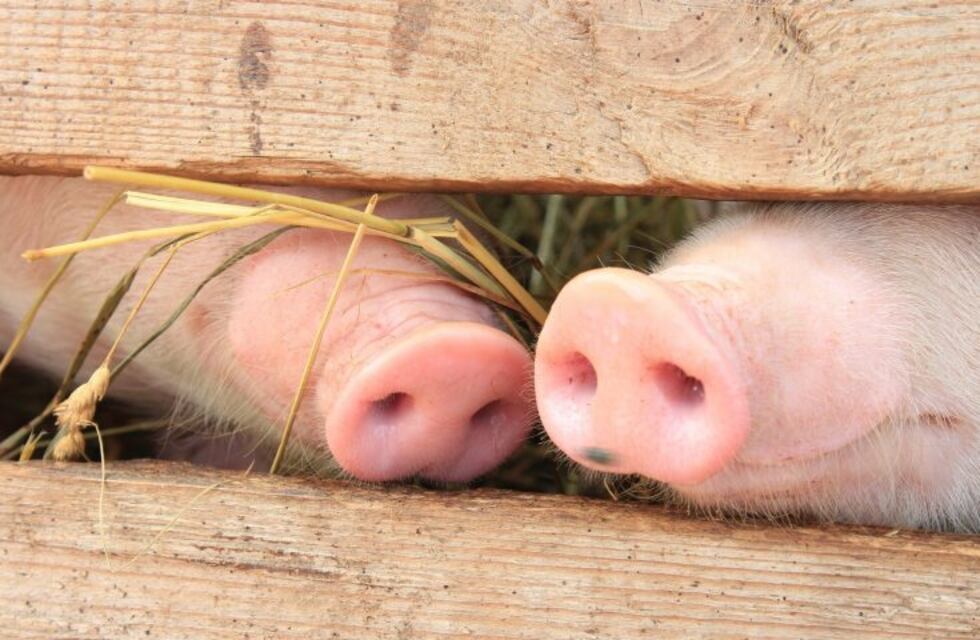 El cerdo que nació con dos cabezas causa conmoción en las redes sociales