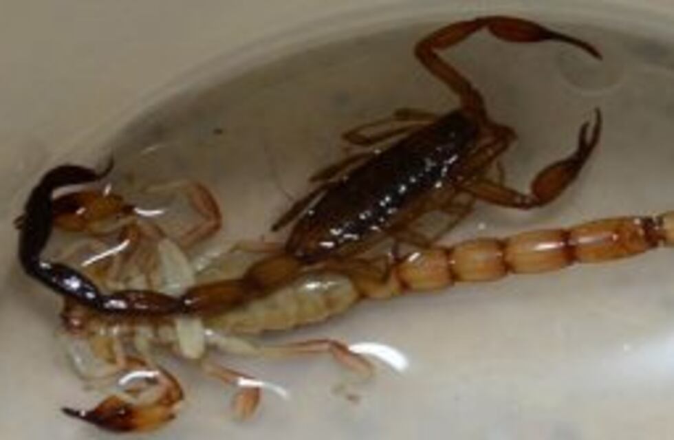 La ciudad santafesina que abre sus casas para que la Provincia atrape alacranes