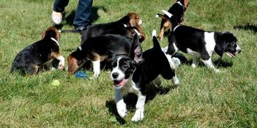 Vacunan en Villa Carlos Paz