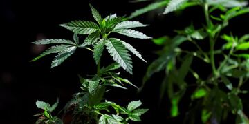 Coronavirus en Estados Unidos: el cannabis fue declarado producto \