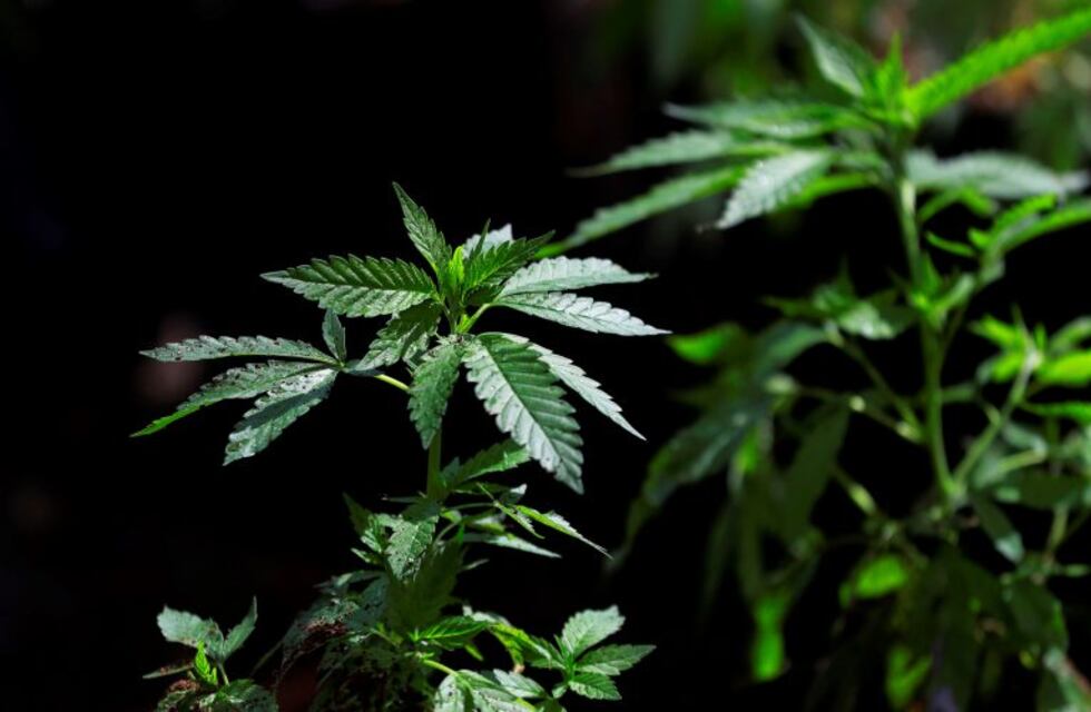 Coronavirus en Estados Unidos: el cannabis fue declarado producto "esencial"
