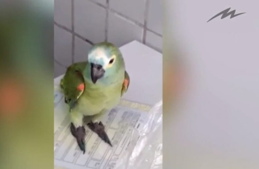 Detuvieron a un "loro narco" por avisarle a sus dueños que llegaba la policía