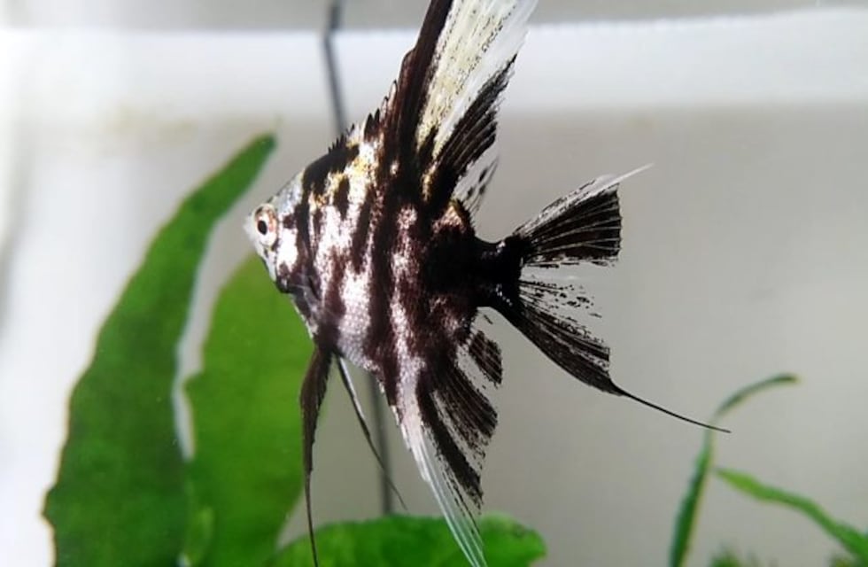 ¿Por qué las crías de algunos peces tropicales se vuelven más coloridos?