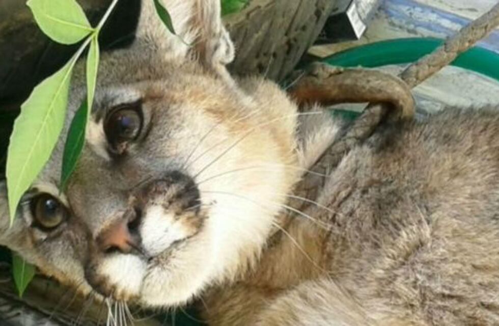 Rescatan un puma que se encontraba en cautiverio en San Carlos Minas