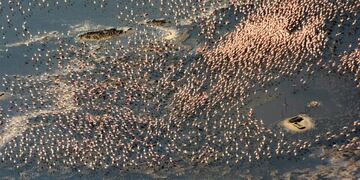 Impresionantes imágenes de la reserva natural de Miramar de Ansenuza, en la Laguna Mar Chiquita\u002E