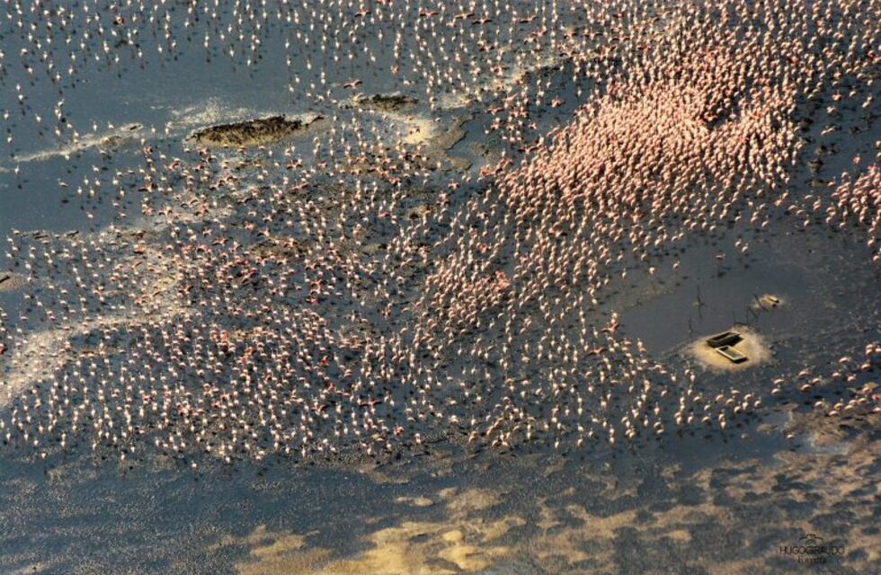 El futuro parque nacional de Ansenuza, atractivo en la feria de observación de aves BirdFair 2018