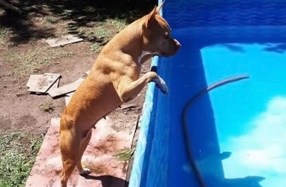 La simpática perrita que se mete a la pileta a las 8 de la mañana