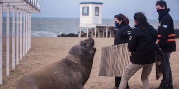 Un elefante marino llegó a las playas de Mar del Plata y movilizó a las fuerzas de seguridad y bomberos (Foto: Télam)