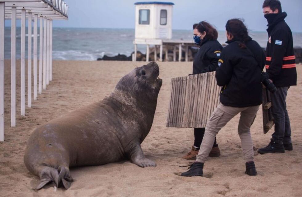 Un elefante marino llegó a las playas de Mar del Plata y movilizó a las fuerzas de seguridad y bomberos