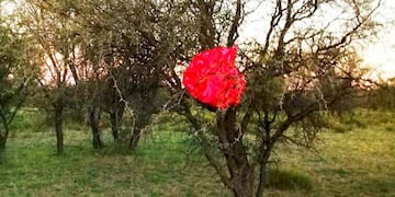 Un globo rojo con un mensaje cayó en un campo de La Pampa (Facebook)