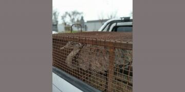 Ñandú rescatado de cautiverio