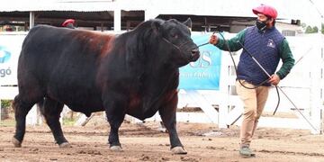 Torazo: el campeón de raza Angus se vendió a lo crack\u002E