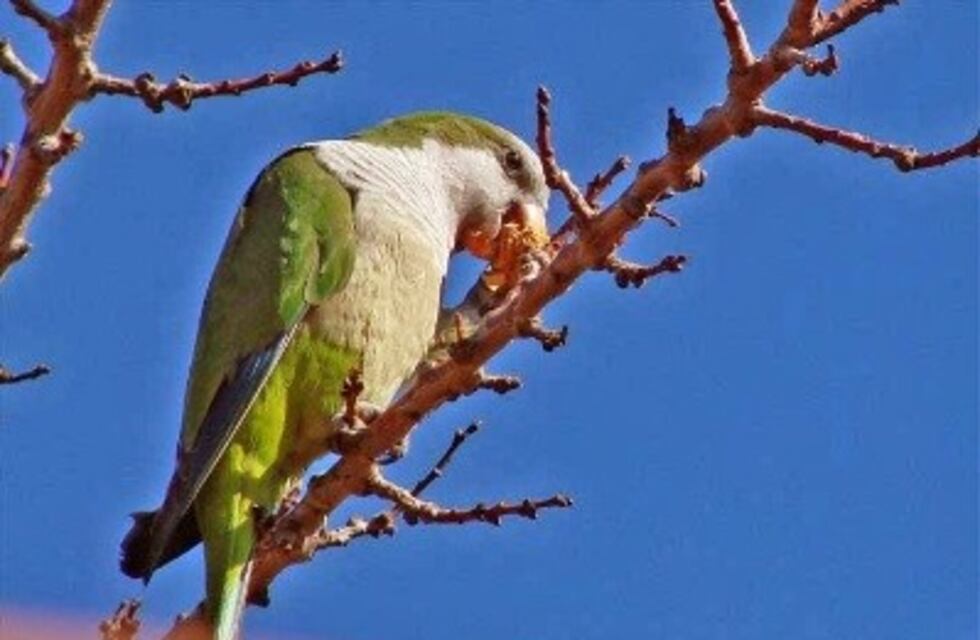Adrián Gorrindo: "Las catas son declaradas especie perjudicial y dañina"