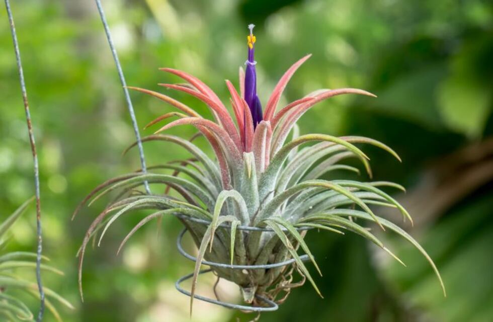 Por qué no deberías eliminar el clavel del aire de los árboles