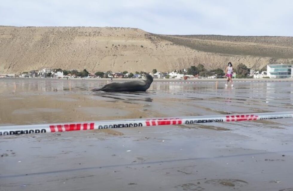 Focas leopardo: recomendaciones para evitar inconvenientes