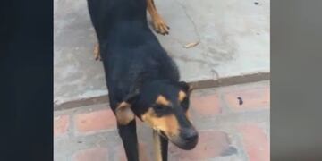 La perra Patricia (Captura)