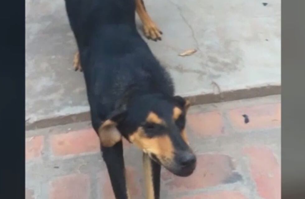 Patricia, la perra formoseña que se ríe cuando la retan y se hizo viral en las redes