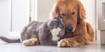 Animal favorito (web)