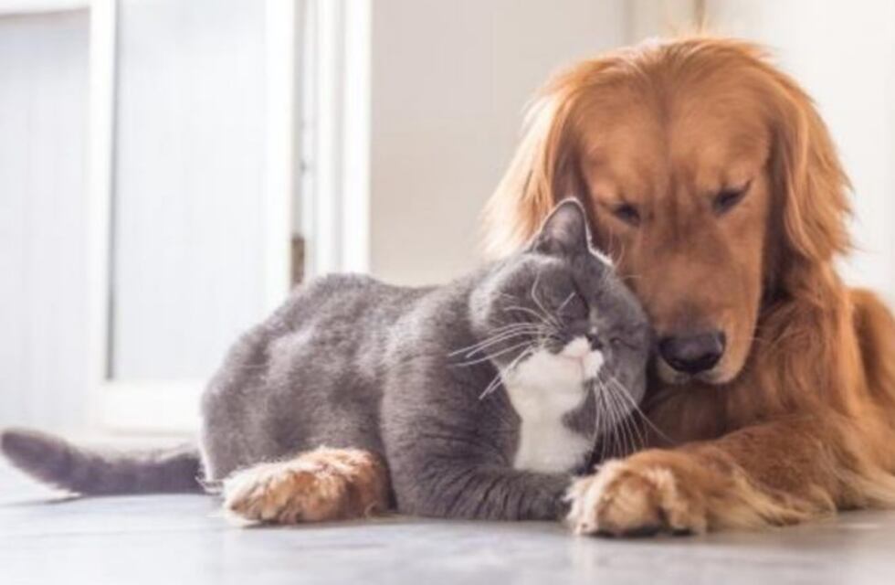 ¿Sos la persona favorita de tu mascota?