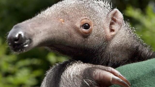 El contrabando de animales en Mendoza encendió nuevamente las alarmas de las autoridades al encontrar un oso hormiguero y un erizo.