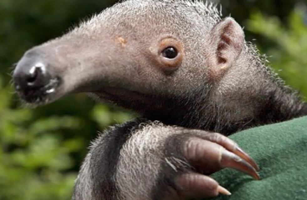 Videos: Alerta roja por el tráfico ilegal de animales exóticos en Mendoza