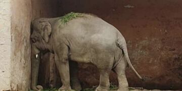 elefante triste (Foto:acnansi)