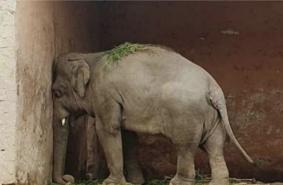 La historia de Kaavan, el elefante "más solitario del mundo"