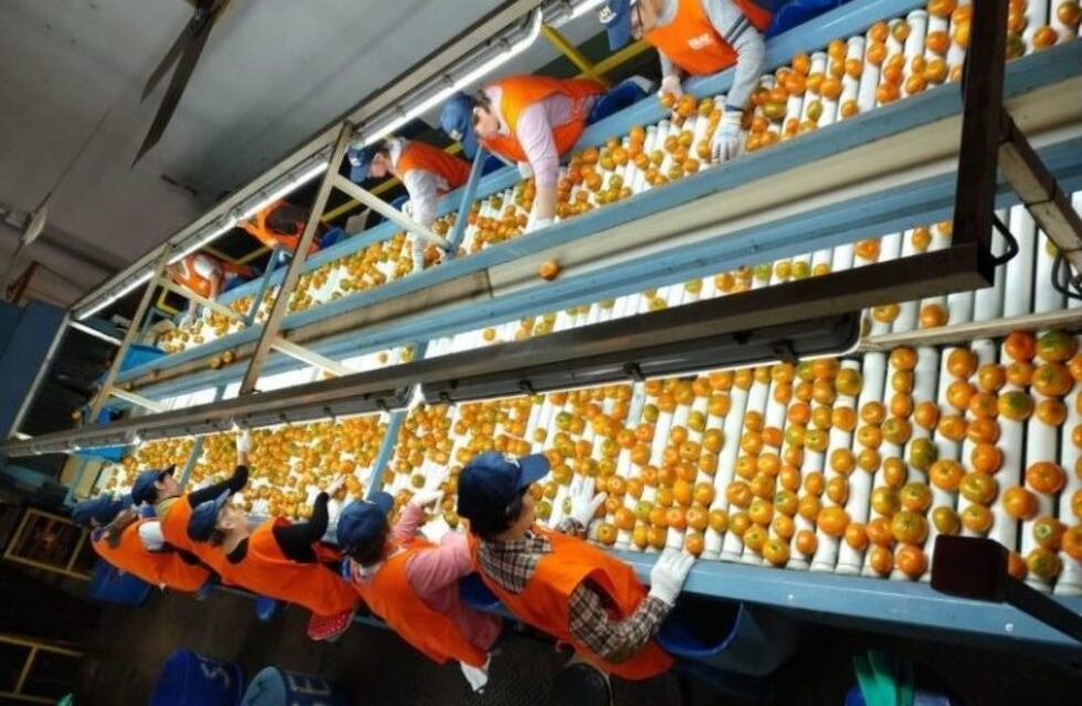 Cítricos de Misiones beneficiados por acuerdo con la Unión Europea