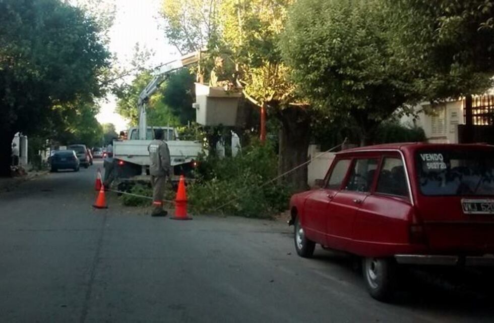 Alta Gracia: consejos a tener en cuenta para la poda de árboles