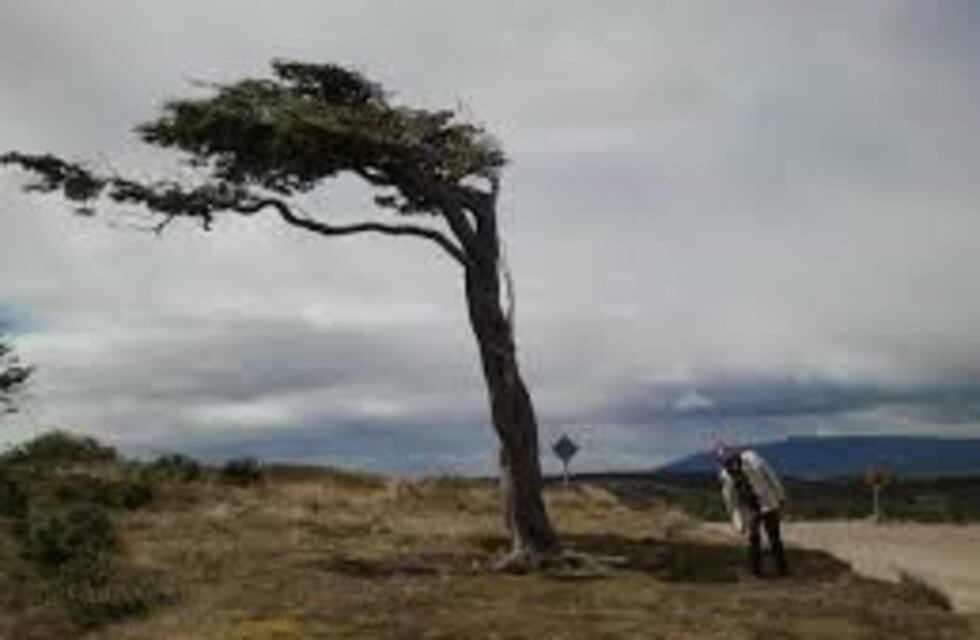 Conmemoran el Día del Árbol y resaltan su importancia