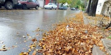 Hojas en la calle