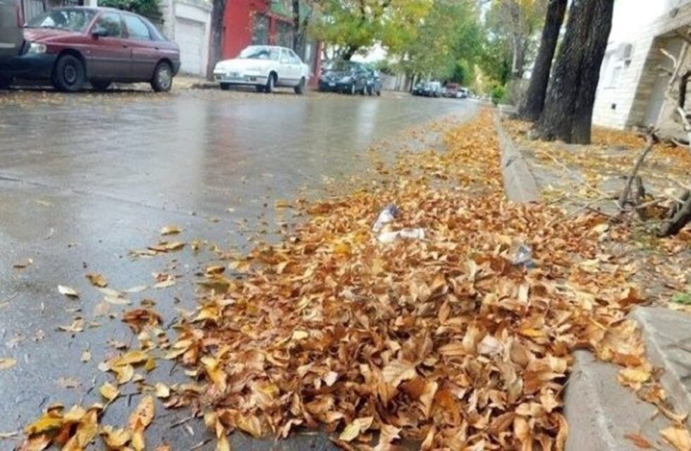 Llegó el otoño y comienza la entrega de bolsas para juntar las hojas
